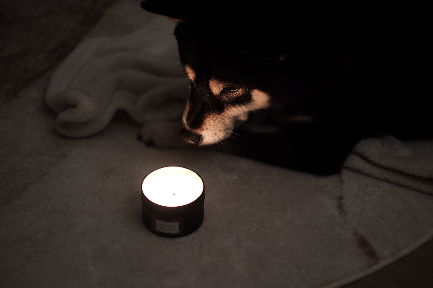 Pet Friendly Series 寵物友善系列