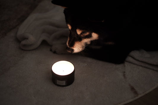 Pet Friendly Series 寵物友善系列