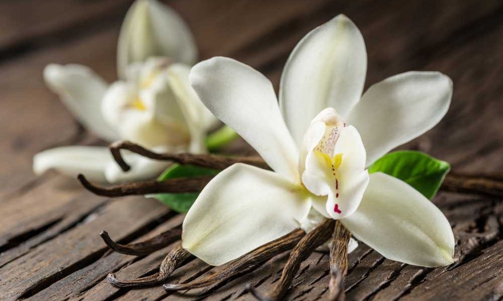 Caramel Vanilla 焦糖雲利拿