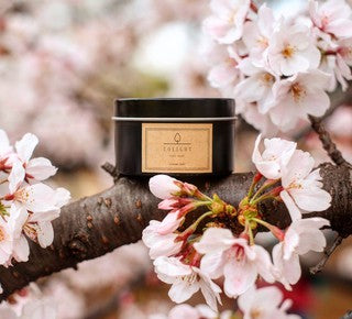 Cherry Blossom (Sakura) 櫻花