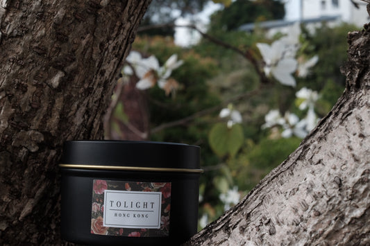 White Birch 白樺木